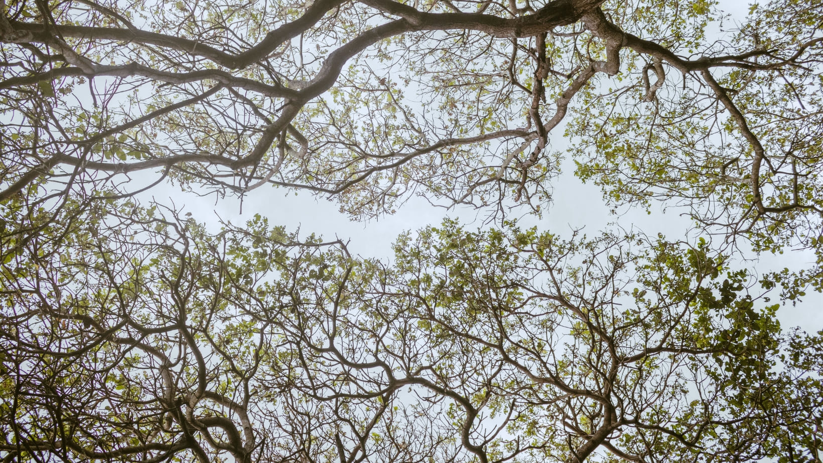 Serene view of tree tops full of green leaves reminds us of reducing ecological footprint toward climate justice.